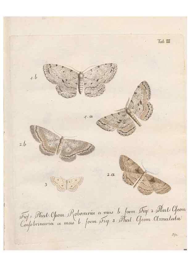 Reproducción/Reproduction 46811693222: Beiträge zu der Insekten-Geschichte /. Frankfurt am Main :Bei Varrentrapp und Wenner,1790-93.. 