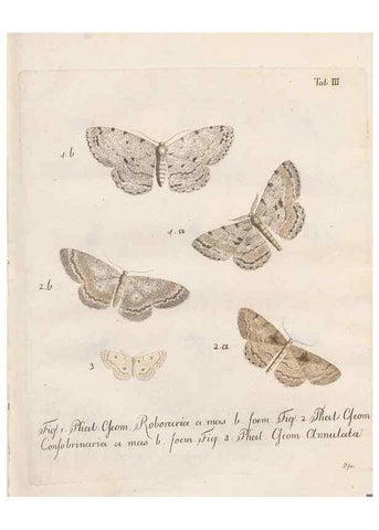 Reproducción/Reproduction 46811693222: Beiträge zu der Insekten-Geschichte /. Frankfurt am Main :Bei Varrentrapp und Wenner,1790-93.. 