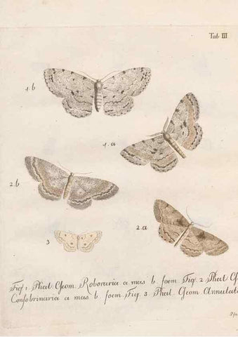 Reproducción/Reproduction 46811693222: Beiträge zu der Insekten-Geschichte /. Frankfurt am Main :Bei Varrentrapp und Wenner,1790-93.. 