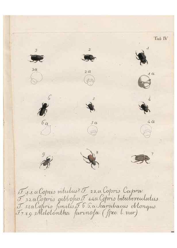 Reproducción/Reproduction 31922378367: Beiträge zu der Insekten-Geschichte /. Frankfurt am Main :Bei Varrentrapp und Wenner,1790-93.. 