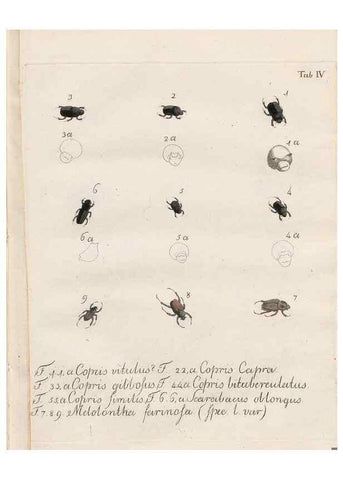 Reproducción/Reproduction 31922378367: Beiträge zu der Insekten-Geschichte /. Frankfurt am Main :Bei Varrentrapp und Wenner,1790-93.. 