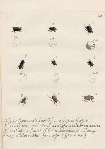 Reproducción/Reproduction 31922378367: Beiträge zu der Insekten-Geschichte /. Frankfurt am Main :Bei Varrentrapp und Wenner,1790-93.. 