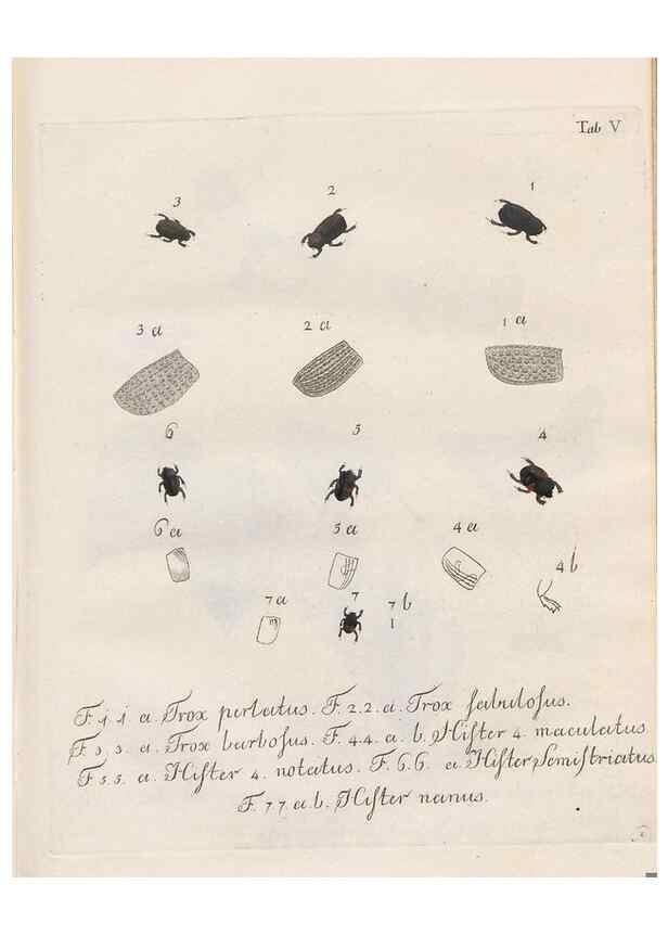 Reproducción/Reproduction 46863698231: Beiträge zu der Insekten-Geschichte /. Frankfurt am Main :Bei Varrentrapp und Wenner,1790-93.. 