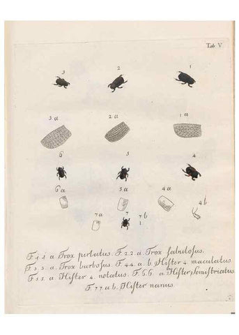 Reproducción/Reproduction 46863698231: Beiträge zu der Insekten-Geschichte /. Frankfurt am Main :Bei Varrentrapp und Wenner,1790-93.. 
