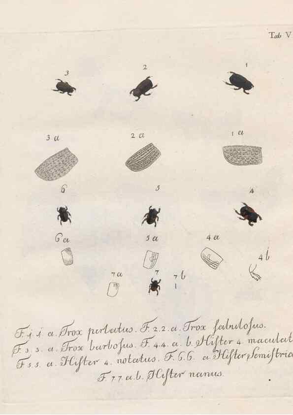 Reproducción/Reproduction 46863698231: Beiträge zu der Insekten-Geschichte /. Frankfurt am Main :Bei Varrentrapp und Wenner,1790-93.. 