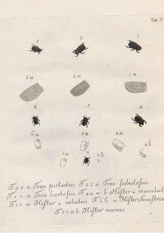 Reproducción/Reproduction 46863698231: Beiträge zu der Insekten-Geschichte /. Frankfurt am Main :Bei Varrentrapp und Wenner,1790-93.. 