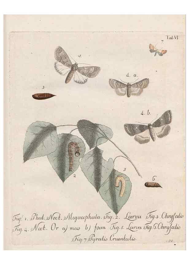 Reproducción/Reproduction 46138790384: Beiträge zu der Insekten-Geschichte /. Frankfurt am Main :Bei Varrentrapp und Wenner,1790-93.. 