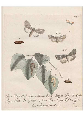 Reproducción/Reproduction 46138790384: Beiträge zu der Insekten-Geschichte /. Frankfurt am Main :Bei Varrentrapp und Wenner,1790-93.. 