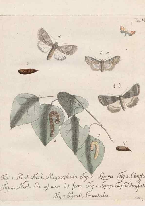 Reproducción/Reproduction 46138790384: Beiträge zu der Insekten-Geschichte /. Frankfurt am Main :Bei Varrentrapp und Wenner,1790-93.. 