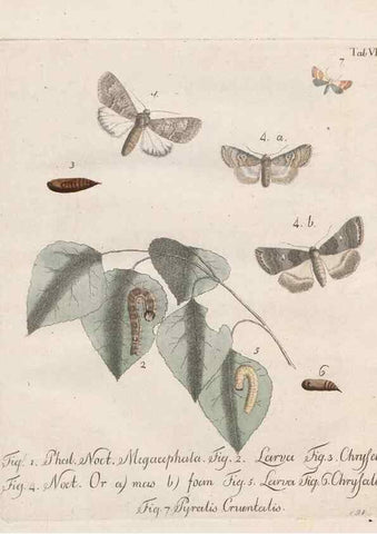 Reproducción/Reproduction 46138790384: Beiträge zu der Insekten-Geschichte /. Frankfurt am Main :Bei Varrentrapp und Wenner,1790-93.. 