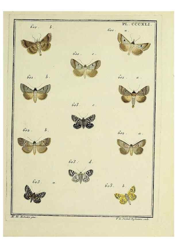Reproducción/Reproduction 39898886533: Papillons d'Europe, peints d'après nature /. A Paris :Chez P.M. Delaguette, imprimeur-libraire ... ;1779-1792 [i.e. 1793]. 
