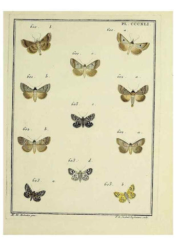 Reproducción/Reproduction 39898886533: Papillons d'Europe, peints d'après nature /. A Paris :Chez P.M. Delaguette, imprimeur-libraire ... ;1779-1792 [i.e. 1793]. 