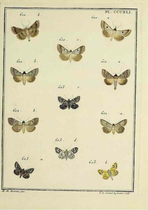 Reproducción/Reproduction 39898886533: Papillons d'Europe, peints d'après nature /. A Paris :Chez P.M. Delaguette, imprimeur-libraire ... ;1779-1792 [i.e. 1793]. 