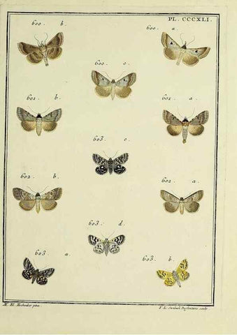 Reproducción/Reproduction 39898886533: Papillons d'Europe, peints d'après nature /. A Paris :Chez P.M. Delaguette, imprimeur-libraire ... ;1779-1792 [i.e. 1793]. 