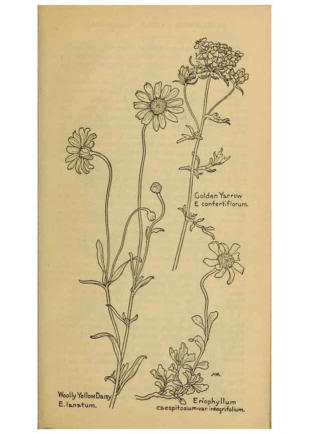 Reproducción/Reproduction 46904896631: Field book of western wild flowers /. New York :Putnam,1915.. 