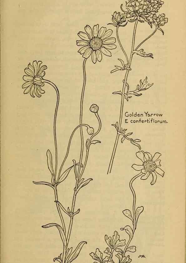 Reproducción/Reproduction 46904896631: Field book of western wild flowers /. New York :Putnam,1915.. 