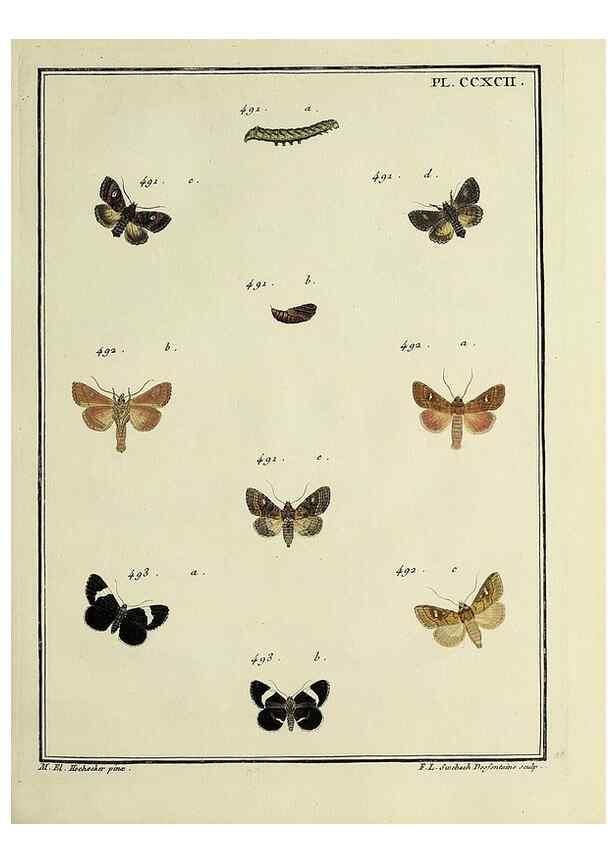 Reproducción/Reproduction 32988205448: Papillons d'Europe, peints d'après nature /. A Paris :Chez P.M. Delaguette, imprimeur-libraire ... ;1779-1792 [i.e. 1793]. 