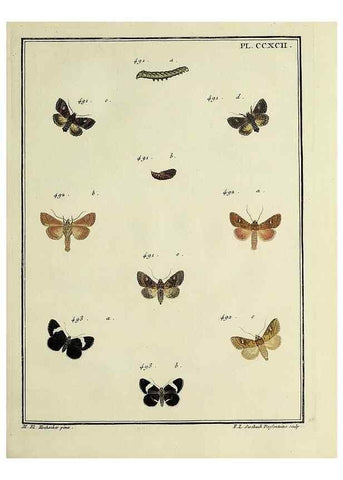 Reproducción/Reproduction 32988205448: Papillons d'Europe, peints d'après nature /. A Paris :Chez P.M. Delaguette, imprimeur-libraire ... ;1779-1792 [i.e. 1793]. 