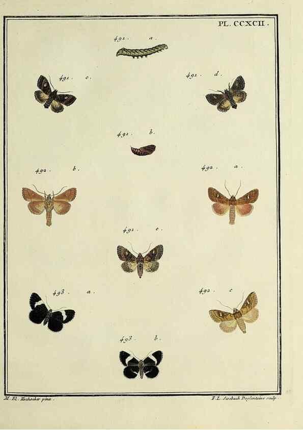 Reproducción/Reproduction 32988205448: Papillons d'Europe, peints d'après nature /. A Paris :Chez P.M. Delaguette, imprimeur-libraire ... ;1779-1792 [i.e. 1793]. 