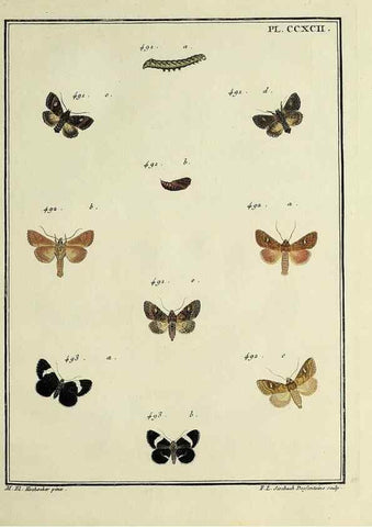 Reproducción/Reproduction 32988205448: Papillons d'Europe, peints d'après nature /. A Paris :Chez P.M. Delaguette, imprimeur-libraire ... ;1779-1792 [i.e. 1793]. 