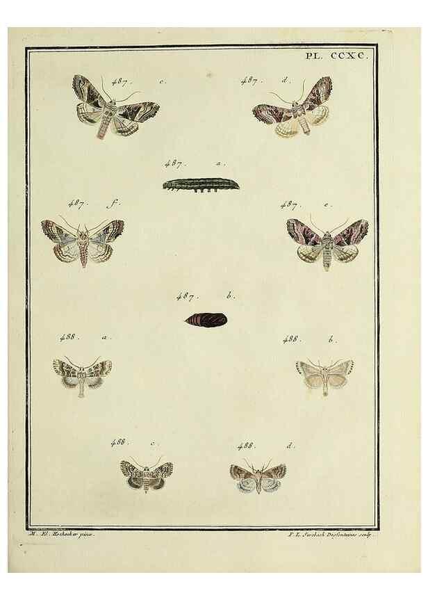 Reproducción/Reproduction 45949046235: Papillons d'Europe, peints d'après nature /. A Paris :Chez P.M. Delaguette, imprimeur-libraire ... ;1779-1792 [i.e. 1793]. 