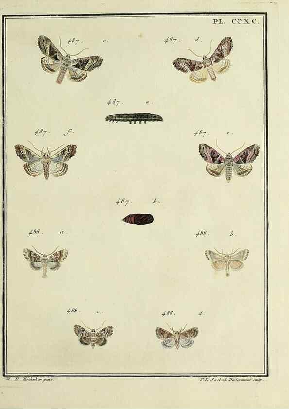 Reproducción/Reproduction 45949046235: Papillons d'Europe, peints d'après nature /. A Paris :Chez P.M. Delaguette, imprimeur-libraire ... ;1779-1792 [i.e. 1793]. 