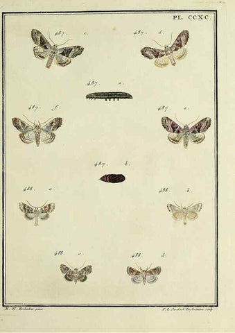 Reproducción/Reproduction 45949046235: Papillons d'Europe, peints d'après nature /. A Paris :Chez P.M. Delaguette, imprimeur-libraire ... ;1779-1792 [i.e. 1793]. 