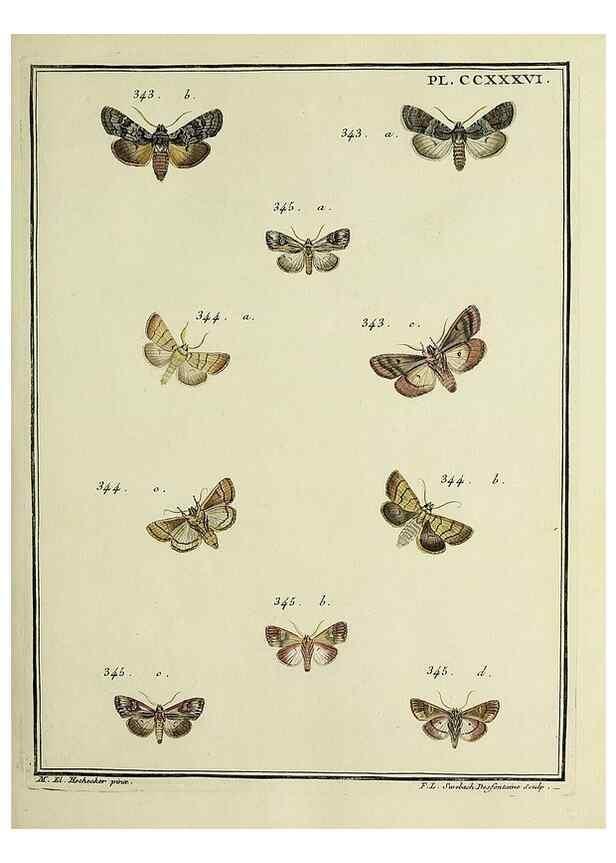 Reproducción/Reproduction 45949009585: Papillons d'Europe, peints d'après nature /. A Paris :Chez P.M. Delaguette, imprimeur-libraire ... ;1779-1792 [i.e. 1793]. 