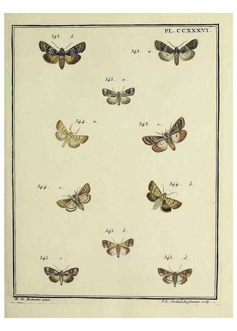 Reproducción/Reproduction 45949009585: Papillons d'Europe, peints d'après nature /. A Paris :Chez P.M. Delaguette, imprimeur-libraire ... ;1779-1792 [i.e. 1793]. 