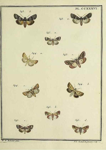 Reproducción/Reproduction 45949009585: Papillons d'Europe, peints d'après nature /. A Paris :Chez P.M. Delaguette, imprimeur-libraire ... ;1779-1792 [i.e. 1793]. 