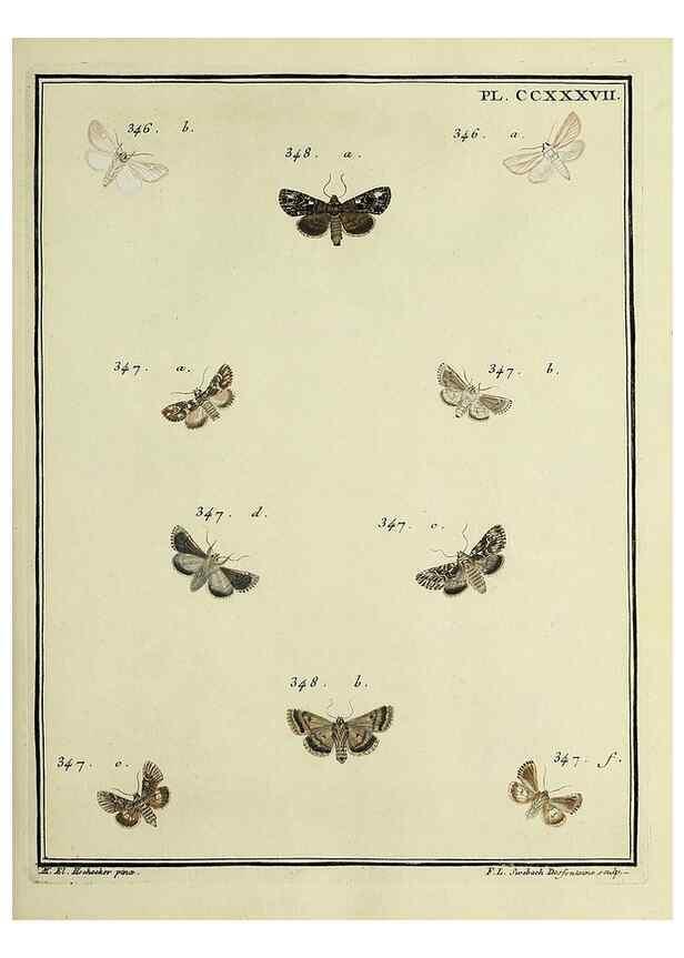 Reproducción/Reproduction 31922130147: Papillons d'Europe, peints d'après nature /. A Paris :Chez P.M. Delaguette, imprimeur-libraire ... ;1779-1792 [i.e. 1793]. 