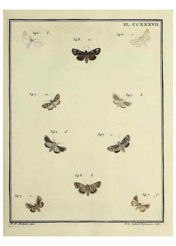 Reproducción/Reproduction 31922130147: Papillons d'Europe, peints d'après nature /. A Paris :Chez P.M. Delaguette, imprimeur-libraire ... ;1779-1792 [i.e. 1793]. 