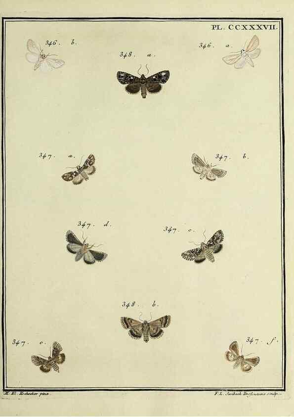 Reproducción/Reproduction 31922130147: Papillons d'Europe, peints d'après nature /. A Paris :Chez P.M. Delaguette, imprimeur-libraire ... ;1779-1792 [i.e. 1793]. 