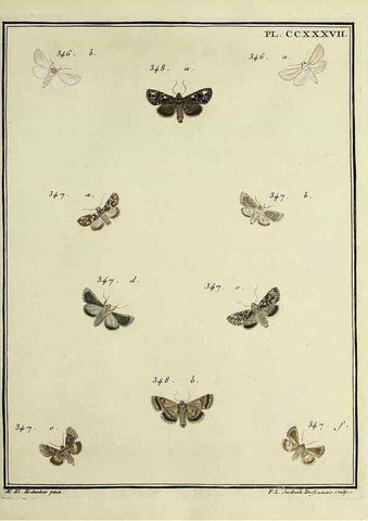 Reproducción/Reproduction 31922130147: Papillons d'Europe, peints d'après nature /. A Paris :Chez P.M. Delaguette, imprimeur-libraire ... ;1779-1792 [i.e. 1793]. 