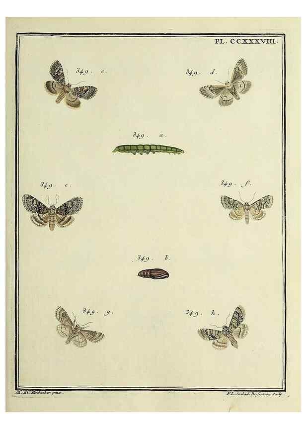 Reproducción/Reproduction 39898803043: Papillons d'Europe, peints d'après nature /. A Paris :Chez P.M. Delaguette, imprimeur-libraire ... ;1779-1792 [i.e. 1793]. 