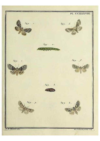 Reproducción/Reproduction 39898803043: Papillons d'Europe, peints d'après nature /. A Paris :Chez P.M. Delaguette, imprimeur-libraire ... ;1779-1792 [i.e. 1793]. 