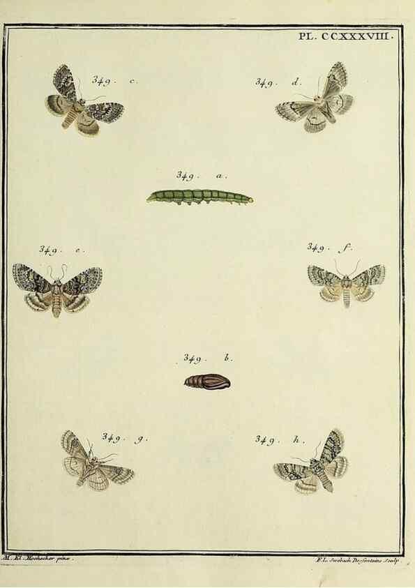 Reproducción/Reproduction 39898803043: Papillons d'Europe, peints d'après nature /. A Paris :Chez P.M. Delaguette, imprimeur-libraire ... ;1779-1792 [i.e. 1793]. 