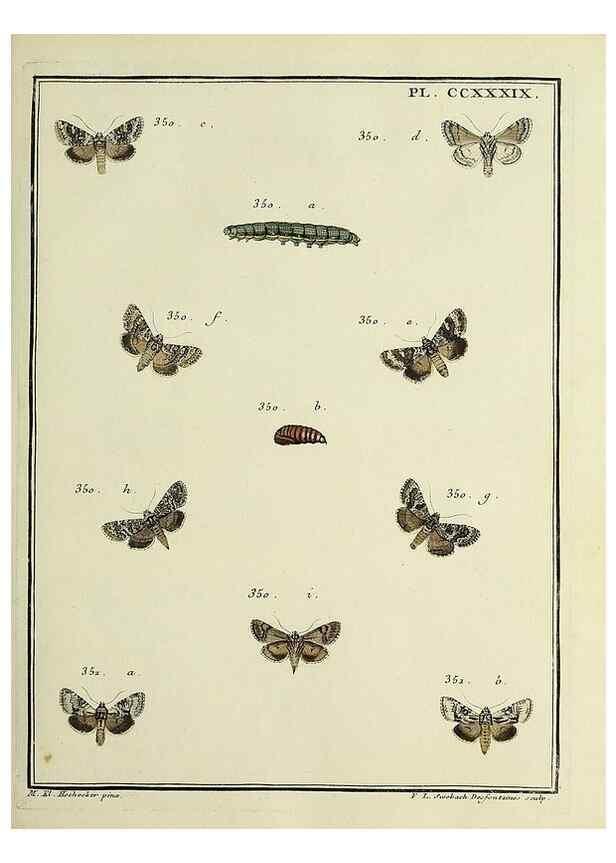 Reproducción/Reproduction 39898804063: Papillons d'Europe, peints d'après nature /. A Paris :Chez P.M. Delaguette, imprimeur-libraire ... ;1779-1792 [i.e. 1793]. 