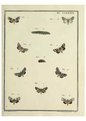 Reproducción/Reproduction 39898804063: Papillons d'Europe, peints d'après nature /. A Paris :Chez P.M. Delaguette, imprimeur-libraire ... ;1779-1792 [i.e. 1793]. 