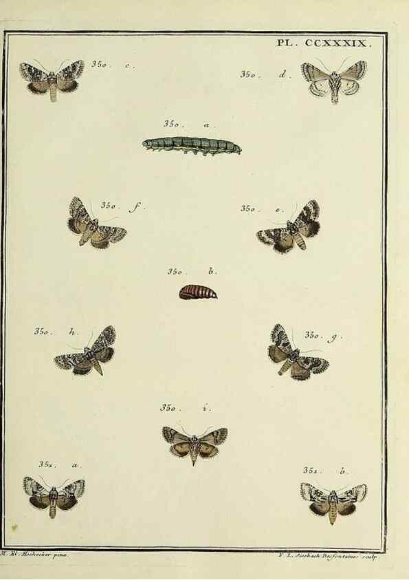 Reproducción/Reproduction 39898804063: Papillons d'Europe, peints d'après nature /. A Paris :Chez P.M. Delaguette, imprimeur-libraire ... ;1779-1792 [i.e. 1793]. 