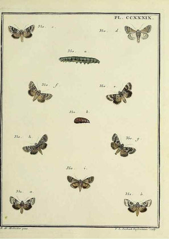 Reproducción/Reproduction 39898804063: Papillons d'Europe, peints d'après nature /. A Paris :Chez P.M. Delaguette, imprimeur-libraire ... ;1779-1792 [i.e. 1793]. 