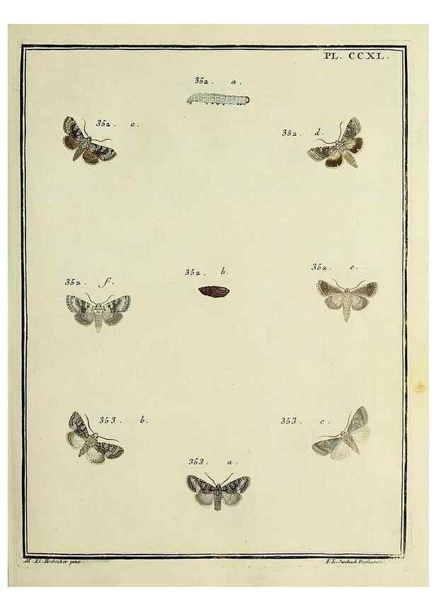 Reproducción/Reproduction 31922133147: Papillons d'Europe, peints d'après nature /. A Paris :Chez P.M. Delaguette, imprimeur-libraire ... ;1779-1792 [i.e. 1793]. 