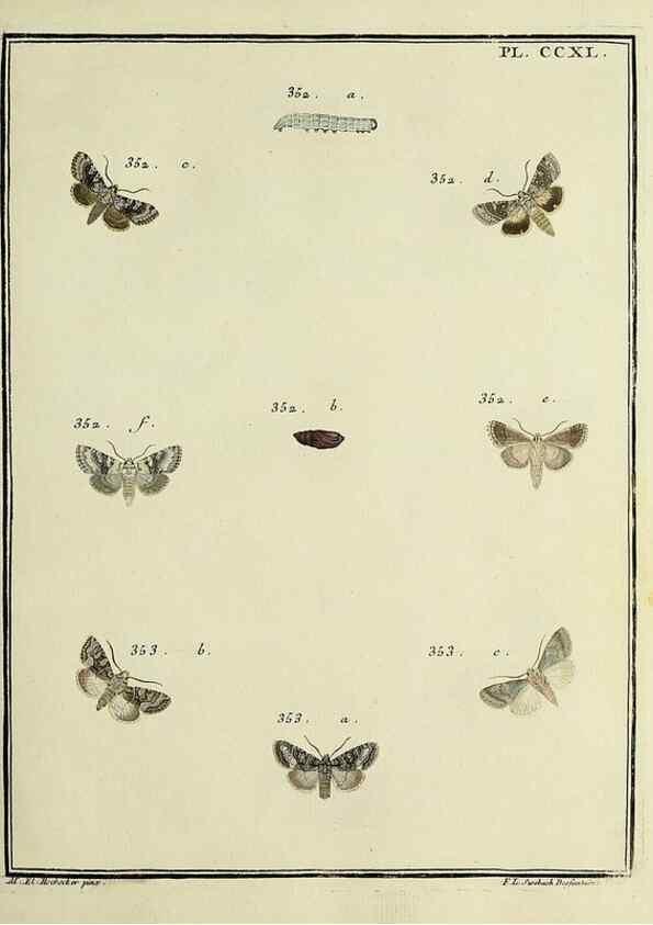 Reproducción/Reproduction 31922133147: Papillons d'Europe, peints d'après nature /. A Paris :Chez P.M. Delaguette, imprimeur-libraire ... ;1779-1792 [i.e. 1793]. 