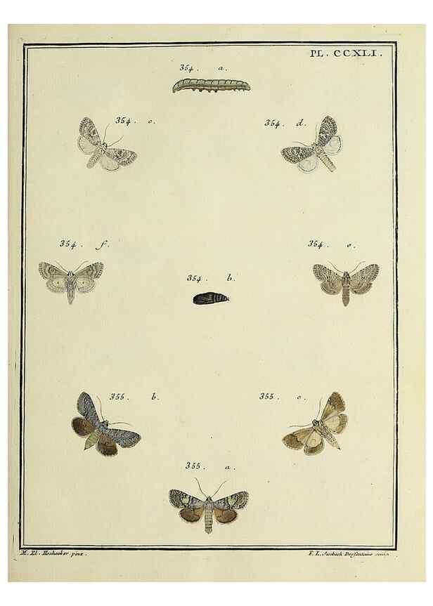 Reproducción/Reproduction 31922134047: Papillons d'Europe, peints d'après nature /. A Paris :Chez P.M. Delaguette, imprimeur-libraire ... ;1779-1792 [i.e. 1793]. 