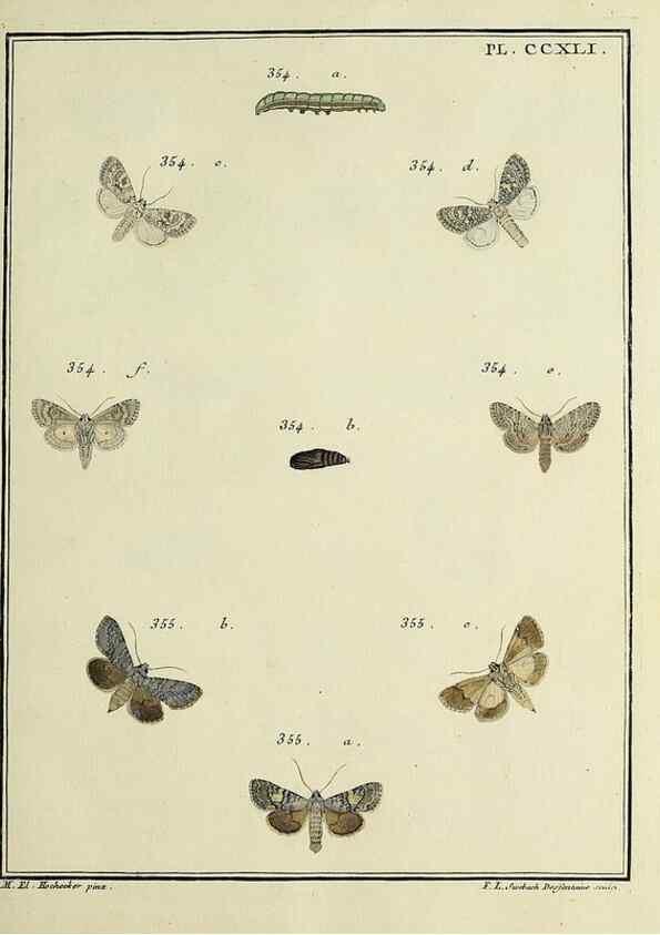 Reproducción/Reproduction 31922134047: Papillons d'Europe, peints d'après nature /. A Paris :Chez P.M. Delaguette, imprimeur-libraire ... ;1779-1792 [i.e. 1793]. 