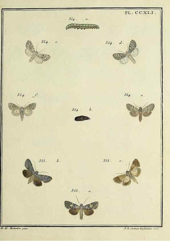Reproducción/Reproduction 31922134047: Papillons d'Europe, peints d'après nature /. A Paris :Chez P.M. Delaguette, imprimeur-libraire ... ;1779-1792 [i.e. 1793]. 