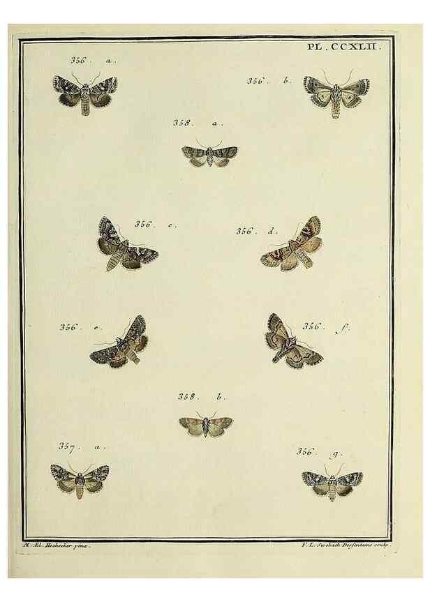 Reproducción/Reproduction 45949013095: Papillons d'Europe, peints d'après nature /. A Paris :Chez P.M. Delaguette, imprimeur-libraire ... ;1779-1792 [i.e. 1793]. 