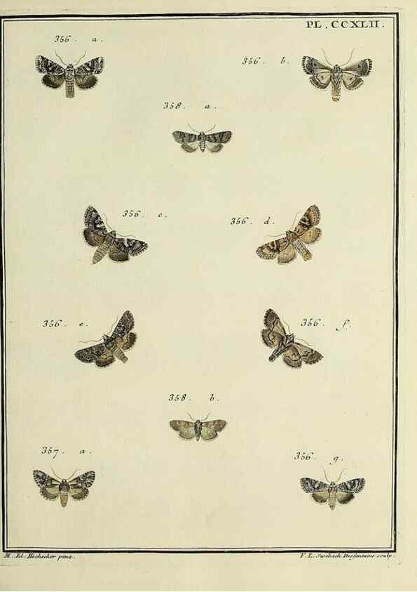 Reproducción/Reproduction 45949013095: Papillons d'Europe, peints d'après nature /. A Paris :Chez P.M. Delaguette, imprimeur-libraire ... ;1779-1792 [i.e. 1793]. 