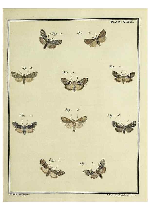 Reproducción/Reproduction 46811406762: Papillons d'Europe, peints d'après nature /. A Paris :Chez P.M. Delaguette, imprimeur-libraire ... ;1779-1792 [i.e. 1793]. 