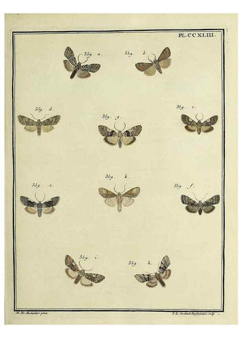 Reproducción/Reproduction 46811406762: Papillons d'Europe, peints d'après nature /. A Paris :Chez P.M. Delaguette, imprimeur-libraire ... ;1779-1792 [i.e. 1793]. 